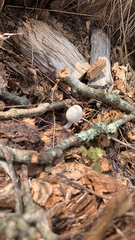 Leucocoprinus cepistipes