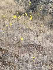 Calycadenia truncata