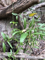 Geitonoplesium cymosum