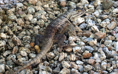 Sceloporus magister