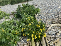 Senecio pseudoarnica