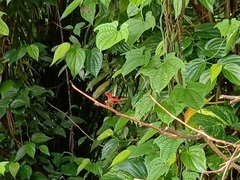 Neurothemis fluctuans