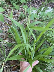 Paspalum langei