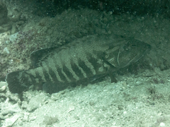 Cephalopholis panamensis