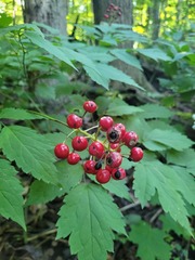 Actaea × ludovicii