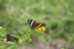 Anartia fatima