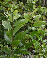 Acacia holosericea × spirorbis