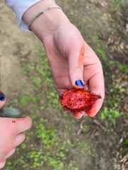 Bixaceae