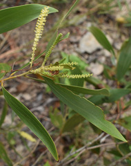 Acacia holosericea × spirorbis