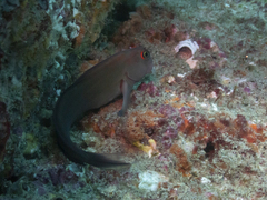 Ophioblennius steindachneri