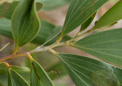 Acacia holosericea × spirorbis