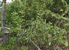 Acacia holosericea × spirorbis