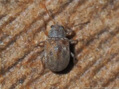 Demotina modesta