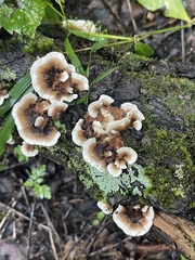 Thelephora terrestris