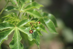 Jatropha gossypiifolia