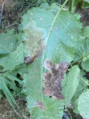 Pegomya bicolor
