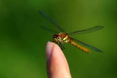Sympetrum frequens