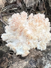 Hericium coralloides