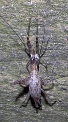Aemodogryllini