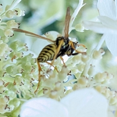 Polistes dominula