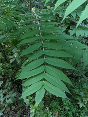 Rhus glabra