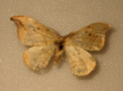 Drepana arcuata