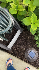 Hydrangea macrophylla