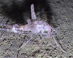 Aemodogryllini