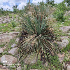 Dasylirion acrotrichum