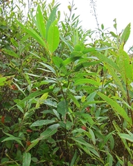 Salix sericea