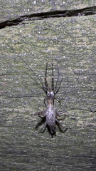 Aemodogryllini