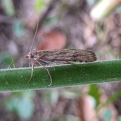 Nomophila nearctica