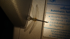 Diplacodes trivialis
