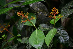 Palicourea padifolia