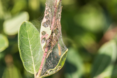 Saucrobotys futilalis