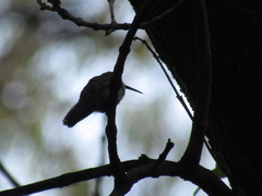 Cynanthus latirostris