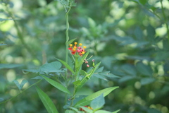 Asclepias curassavica