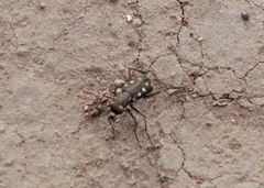 Cicindela ocellata