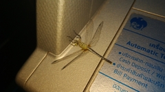 Diplacodes trivialis