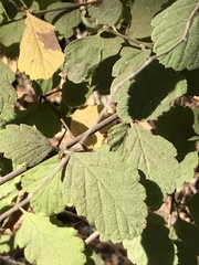 Corylus cornuta