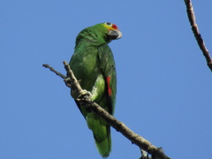 Amazona autumnalis