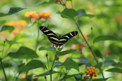 Heliconius charithonia