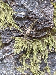 Archaeognatha