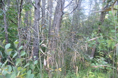 Phragmites australis americanus