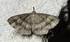 Phalaenostola larentioides