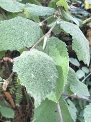 Corylus cornuta