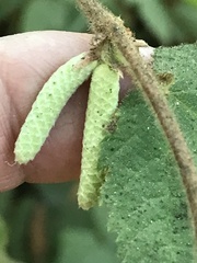 Corylus cornuta