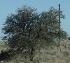 Vachellia erioloba