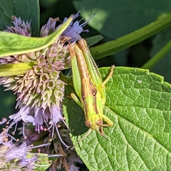Melanoplus bivittatus