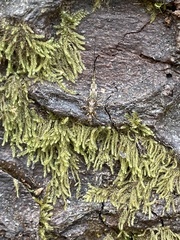 Archaeognatha